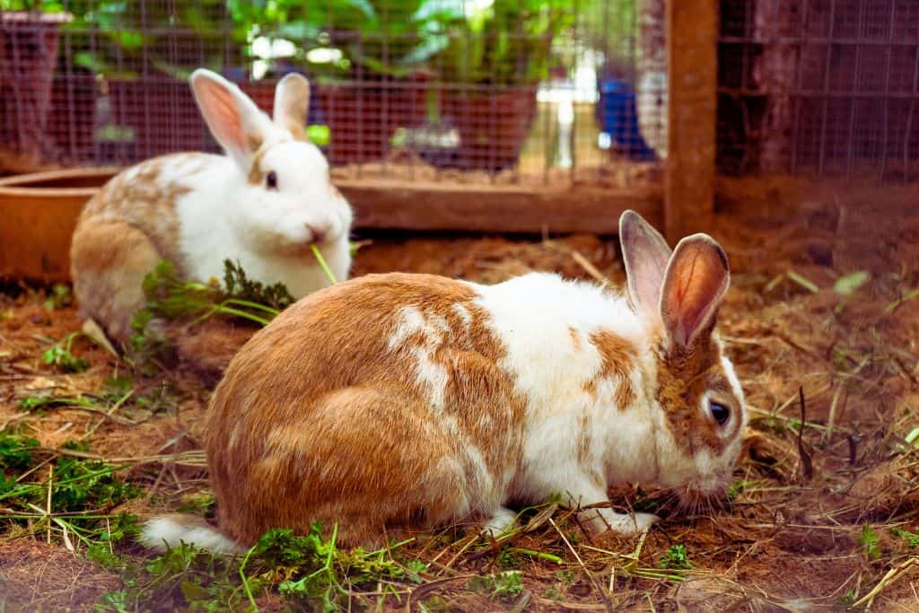 Two cute rabbits eating. One of the child friendly activities at the Campanile Val de France Hotel